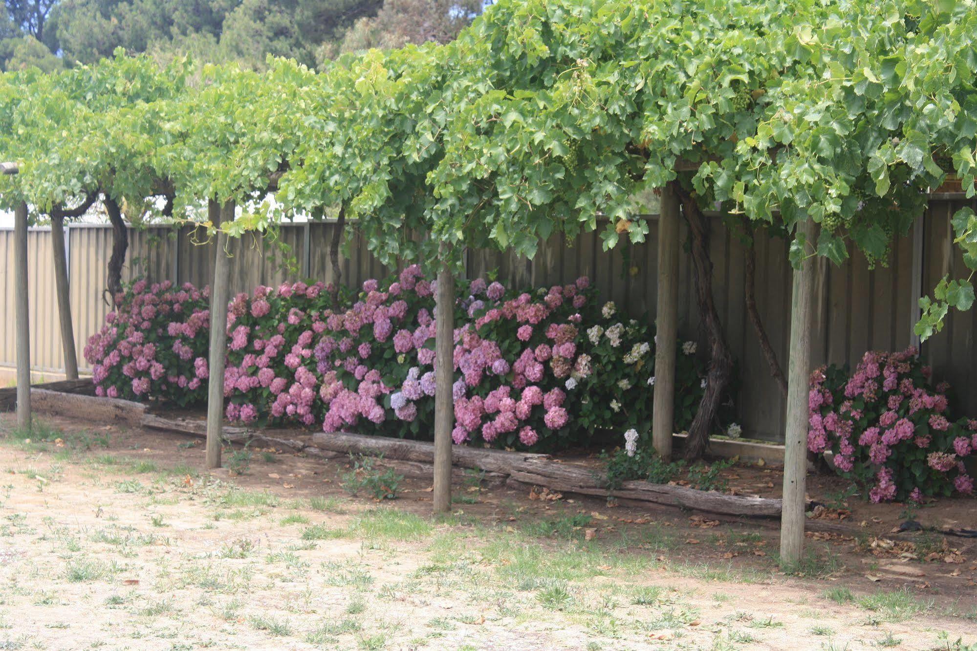 Angaston Vineyards Motel Luaran gambar